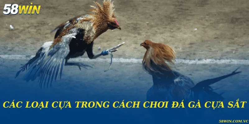 Các loại cựa trong cách chơi đá gà cựa sắt