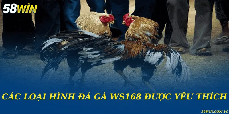Các loại hình đá gà WS168 được yêu thích