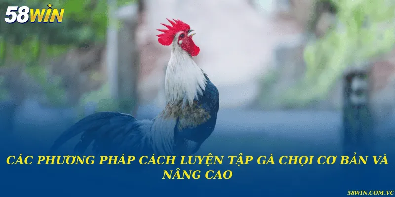 Các phương pháp cách luyện tập gà chọi cơ bản và nâng cao