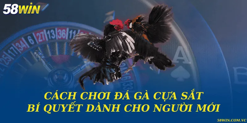 Cách chơi đá gà cựa sắt và bí quyết dành cho người mới