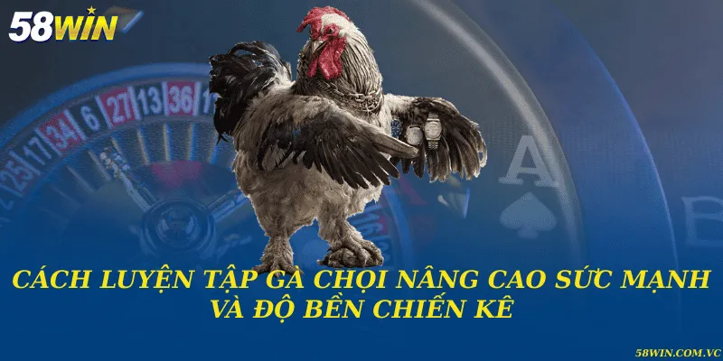 Cách luyện tập gà chọi nâng cao sức mạnh và độ bền chiến kê