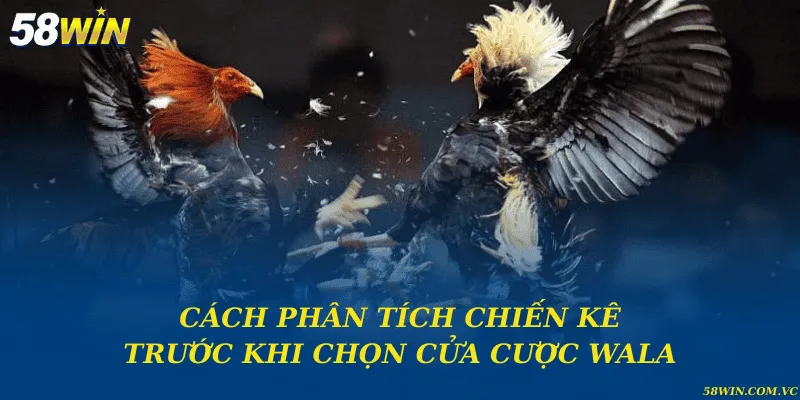 Cách phân tích chiến kê trước khi chọn cửa cược Wala