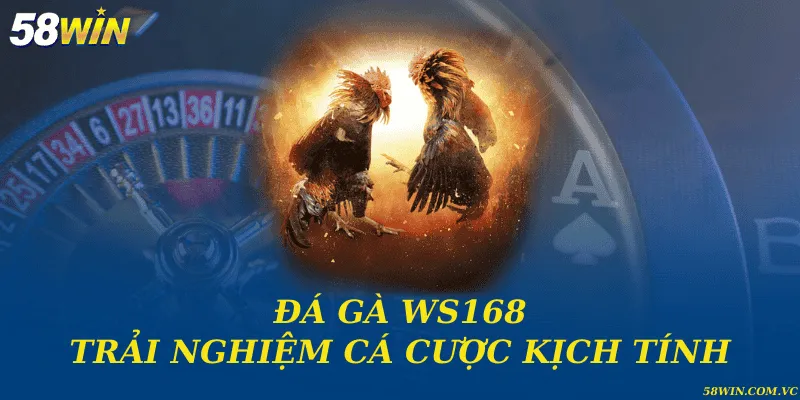 Đá gà WS168 và trải nghiệm cá cược kịch tính