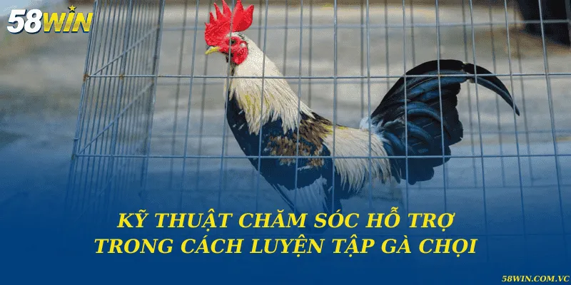 Kỹ thuật chăm sóc hỗ trợ trong cách luyện tập gà chọi