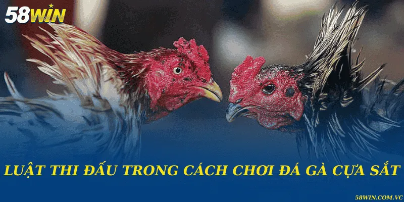 Luật thi đấu trong cách chơi đá gà cựa sắt
