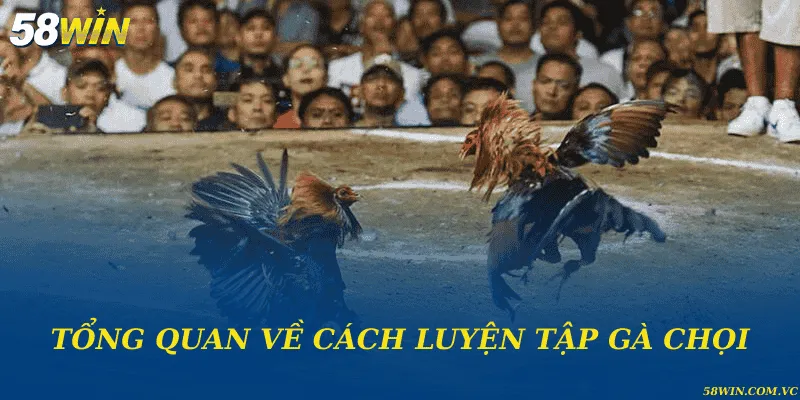 Tổng quan về cách luyện tập gà chọi