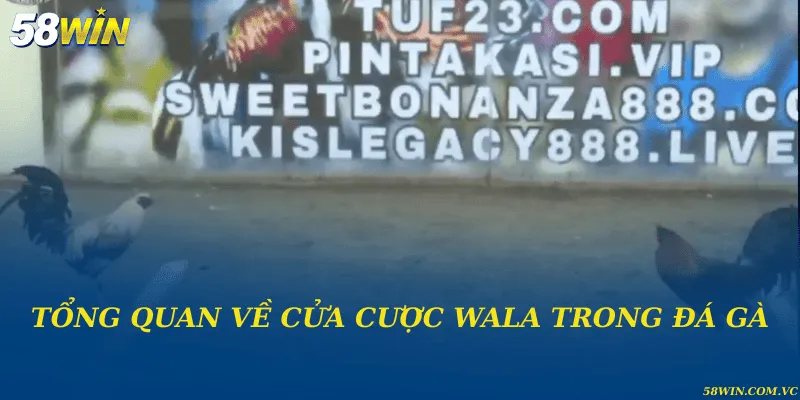 Tổng quan về cửa cược Wala trong đá gà